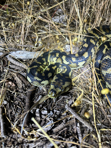 Southwestern Carpet Python sighting