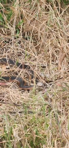 Lowlands Copperhead sighting