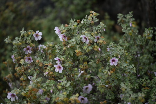 Malva subovata