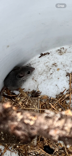 iNaturalist observation photo of North American Deer Mice