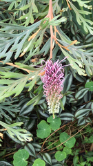 Grevillea robusta
