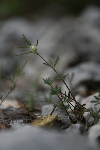 Rock Pea (Lathyrus saxatilis)