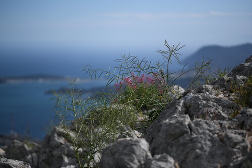 Brassica montana, photograph 5