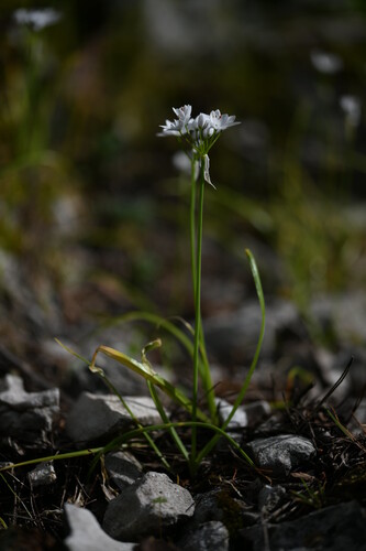 Allium Triquetrum (Allium subhirsutum)