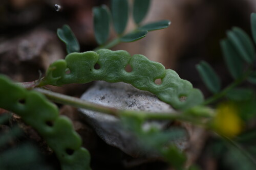 Hippocrepis biflora (Hippocrepis biflora)