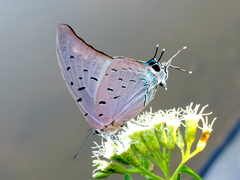 Pseudolycaena damo