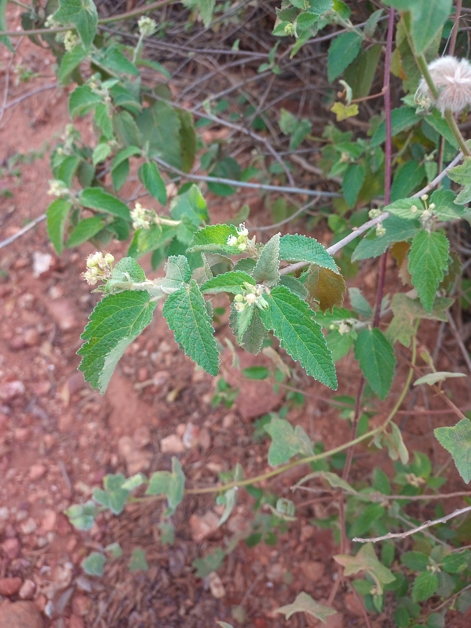 Croton adamantinus