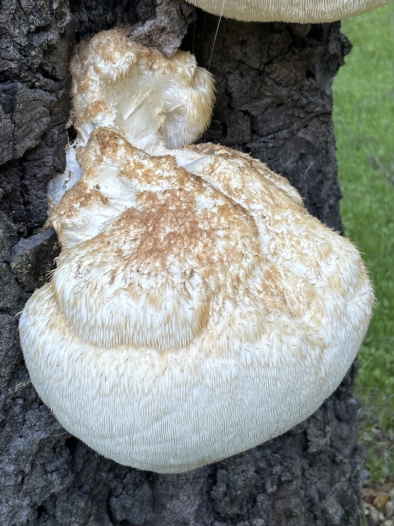 Hericium erinaceus · December 2025 · photo: © dena-s (iNaturalist, cc-by)
