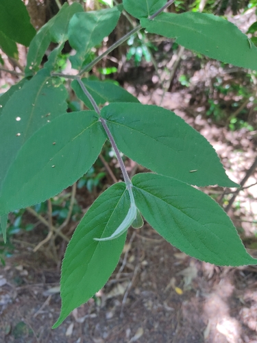Red Beautyberry (Callicarpa rubella)
