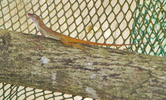 Anolis concolor