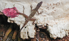Anolis concolor