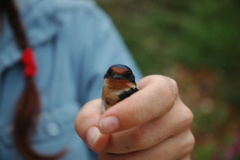 Hirundo aethiopica