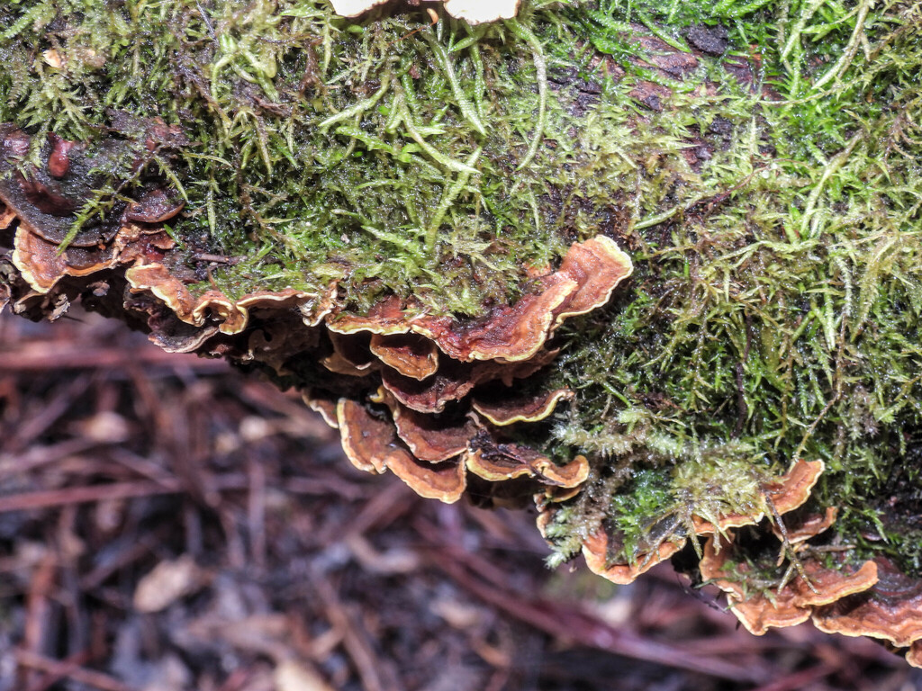 Stereum ostrea · November 2025 · photo: © erikschiff (iNaturalist, cc0)