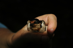 Hirundo aethiopica