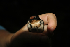 Hirundo aethiopica