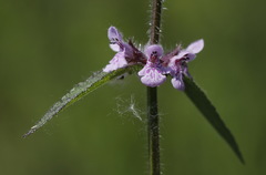Stachys aspera