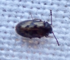 Phloiophilus edwardsii