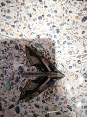 Xylophanes ceratomioides