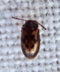 Phloiophilus edwardsii