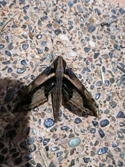 Xylophanes ceratomioides