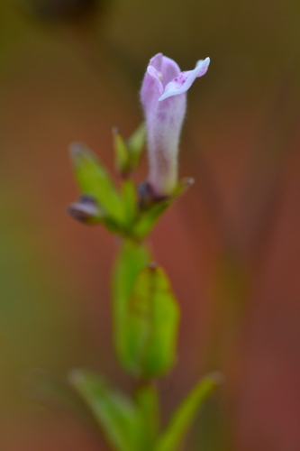 Lesser Skullcap (Scutellaria minor)