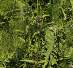 Stachys aspera