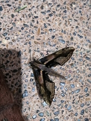 Xylophanes ceratomioides