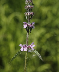 Stachys aspera