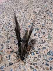 Xylophanes ceratomioides