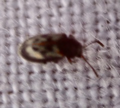 Phloiophilus edwardsii