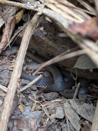 Golden-crowned Snake sighting