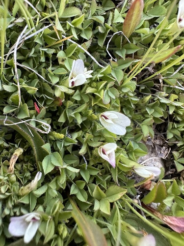 carpet clover (Trifolium monanthum)