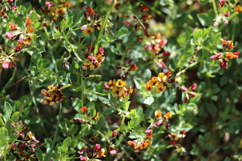 Medicago popovii