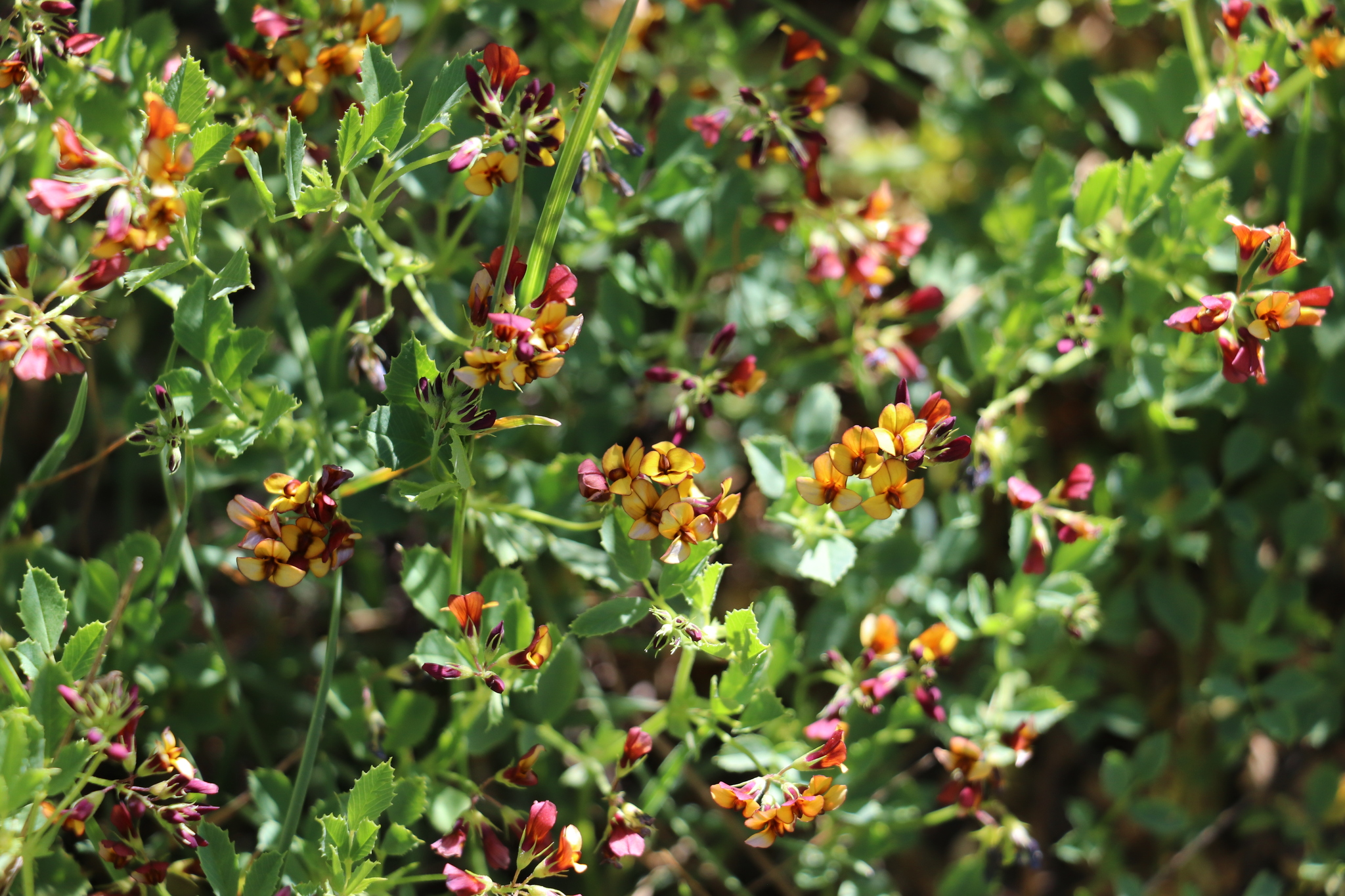 Medicago popovii