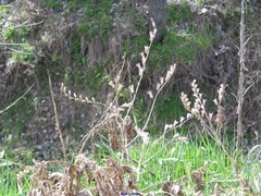 Hyoscyamus albus