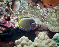 Acanthurus nigricans