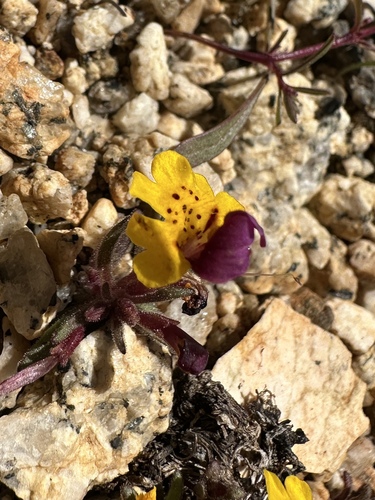 bearded monkeyflower (Erythranthe barbata)