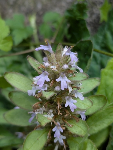 Ajuga taiwanensis iNat (2)