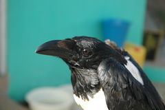 Corvus albus