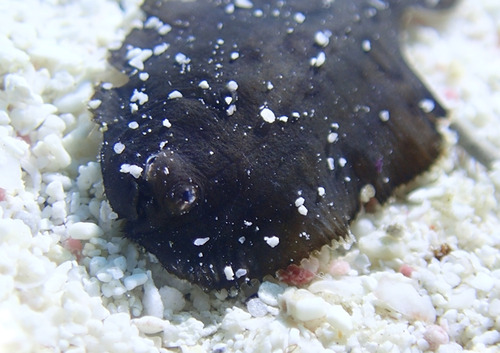 Flabby sole (Gymnachirus nudus) — Achiridae — 3
