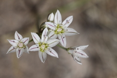Allium macropetalum