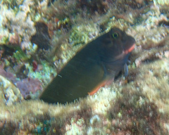 Ophioblennius macclurei