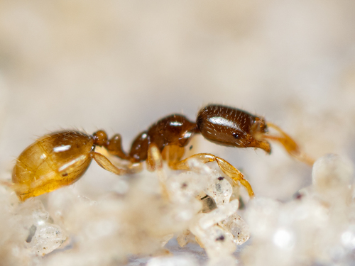 Solenopsis nickersoni