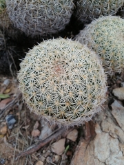 Coryphantha recurvata