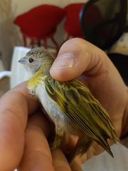 Sicalis flaveola