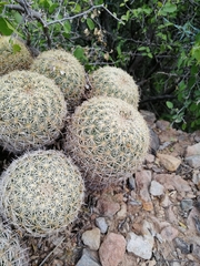 Coryphantha recurvata