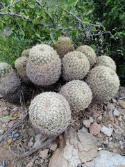 Coryphantha recurvata