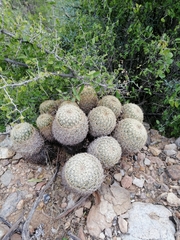 Coryphantha recurvata