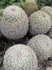 Coryphantha recurvata