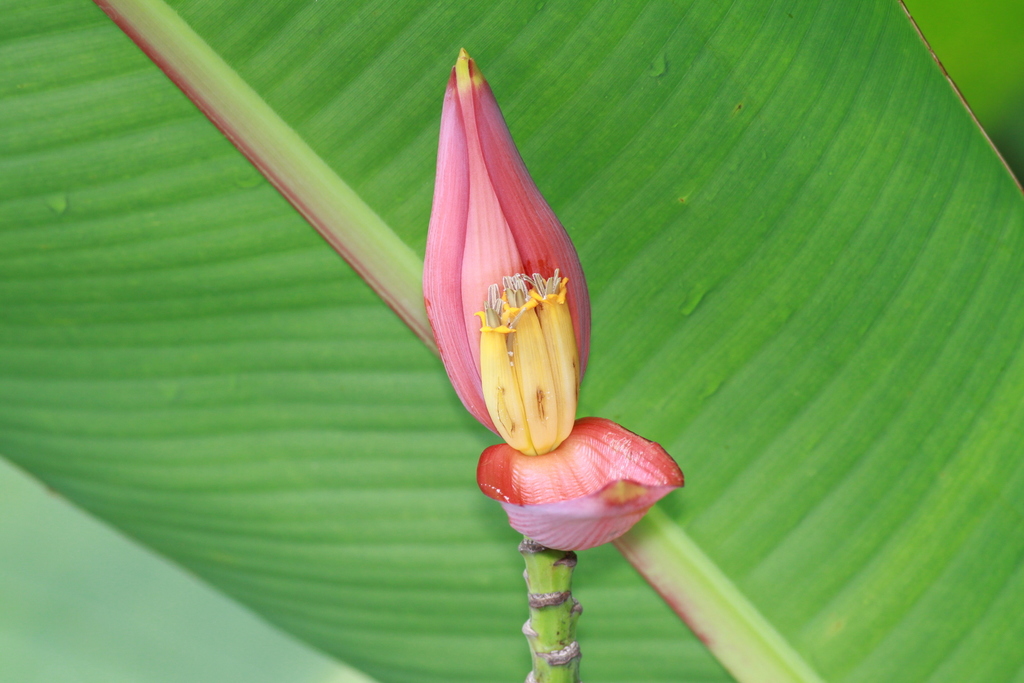 Musa laterita